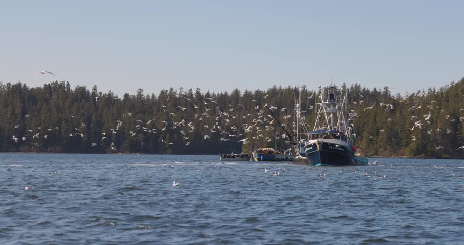 Seagulls fly around a fishing boat on the ocean