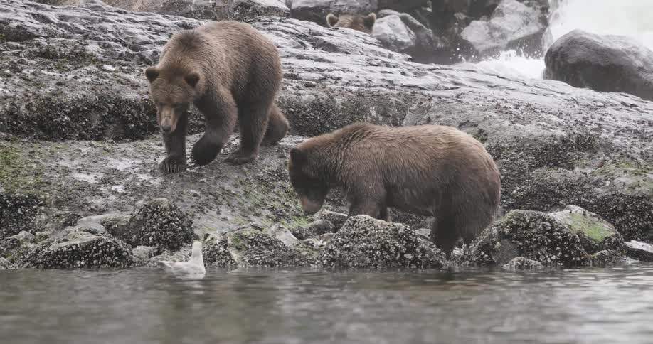 Brown bears standing on rocks and snow near a river in the Tongass National Forest Alaska