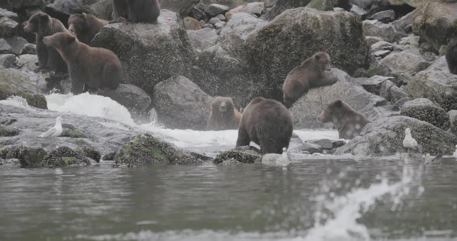 Bears fishing for salmon on a river in the wilderness in the Tongass National Forest Alaska