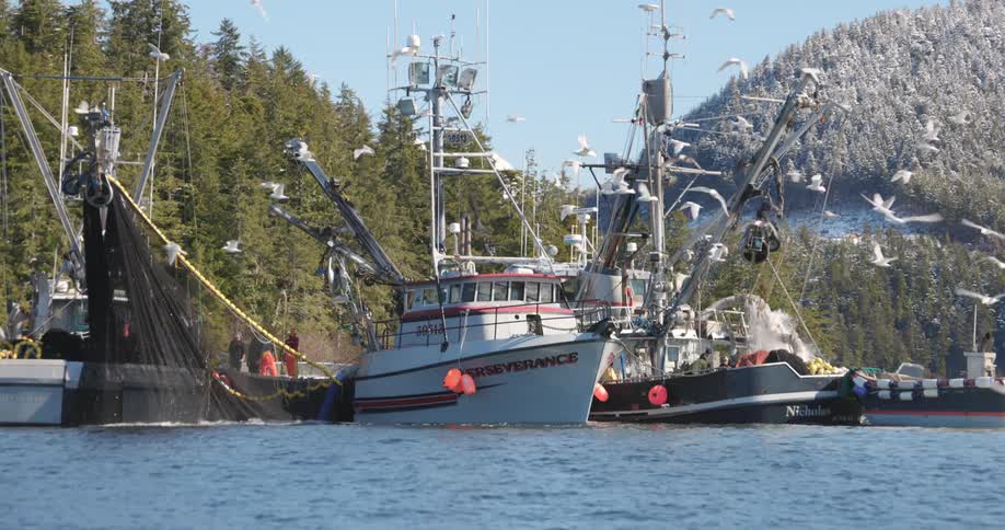 A swarm of seagulls hover above a group of fishing boats