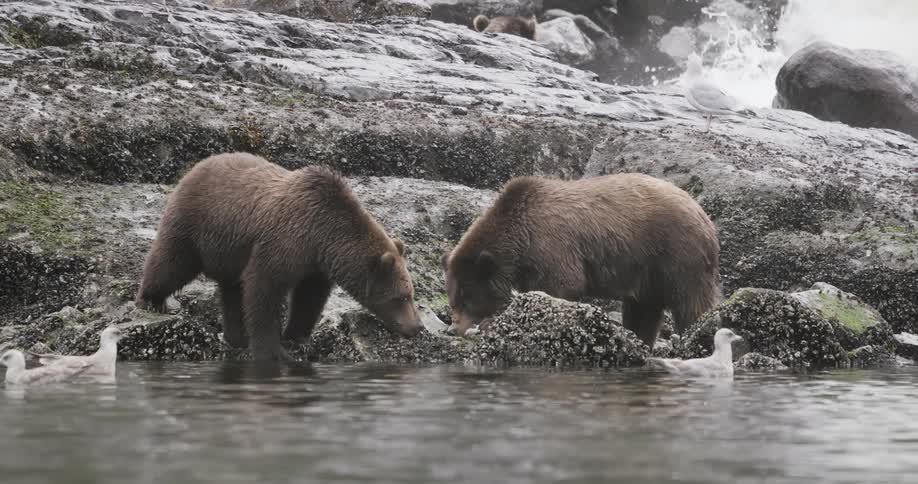 Two brown grizzly bears on the rocky shore of a river eating while seagulls swim around nearby and a waterfall splashes down in the background