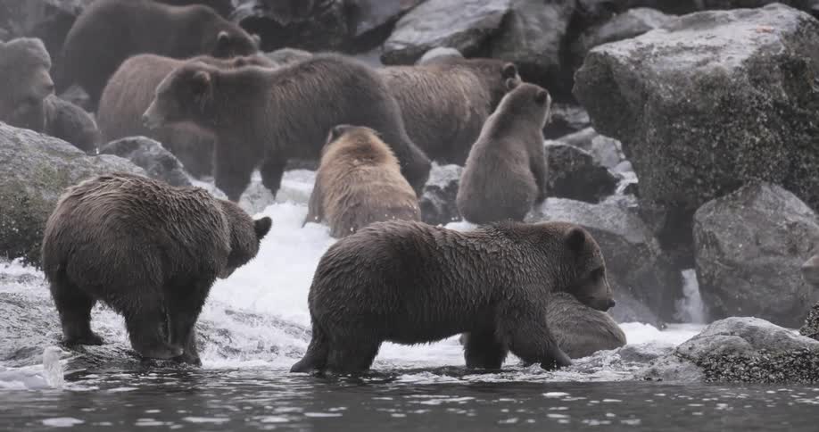Large pack of grizzly bears gathered on the rocks at the waters edge