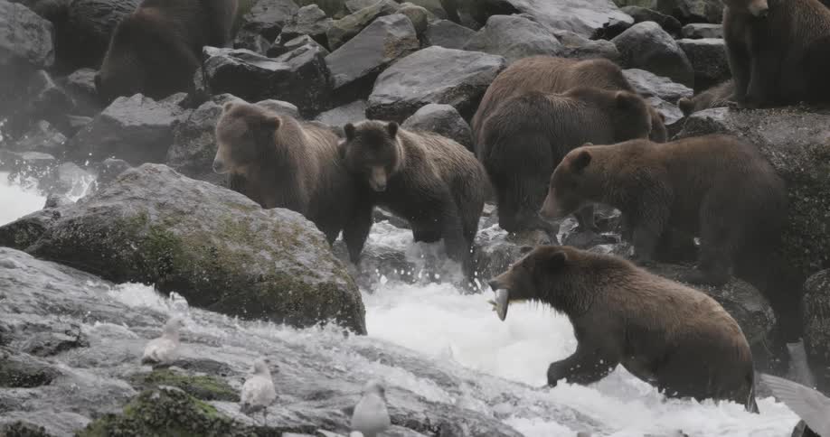 Several browns bears on rocks near flowing water eating fish