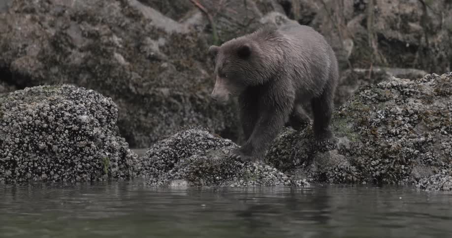 A large brown bear slowly approaches a river to look for food in the Tongass National Forest Alaska