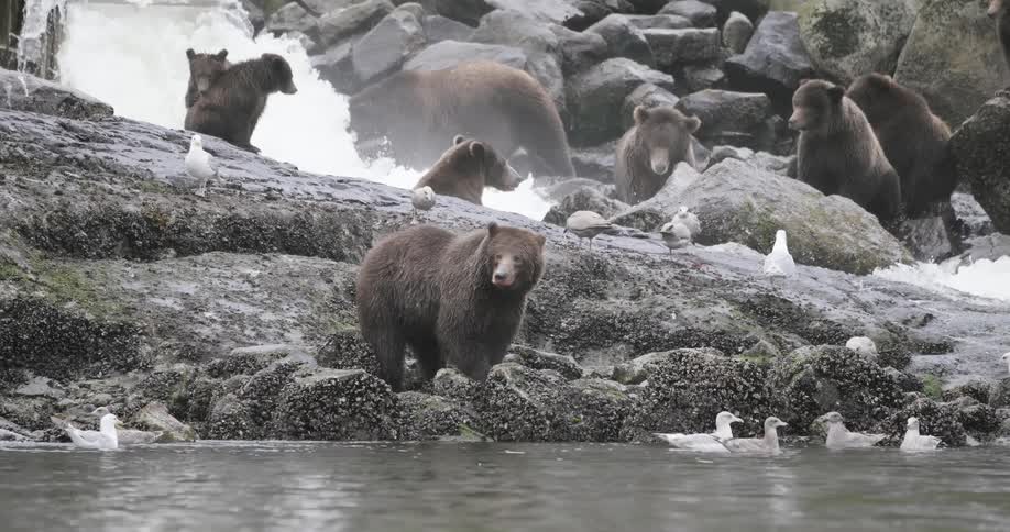A bunch of bears catching and eating salmon in a bay in the Tongass National Forest Alaska