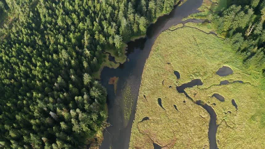 Aerial view of a river next to a wetland in the Tongass National Forest Alaska