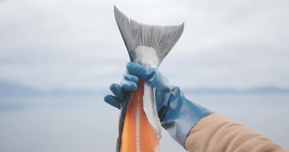 Fisherman holds a salmon tail in his gloved hands