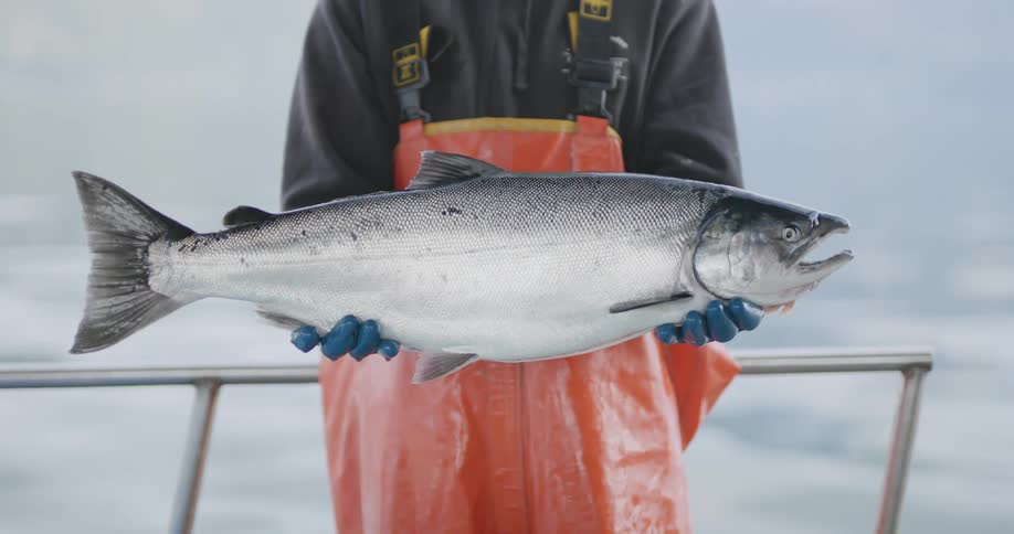 Fisherman wearing waders stands near boat rail holding a large fish