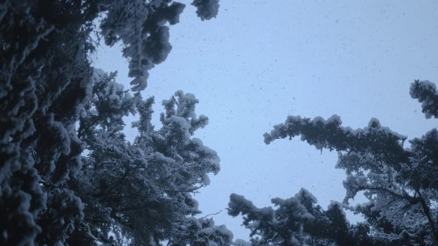 Heavy snow covers trees as it falls from the sky
