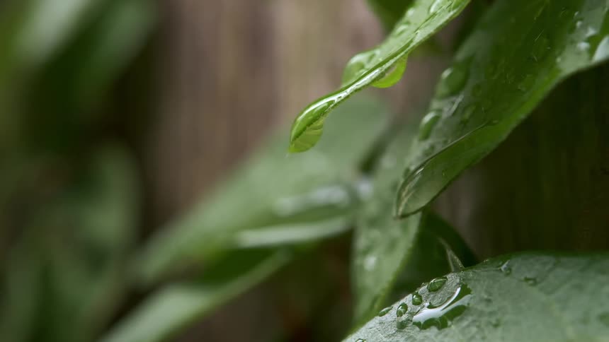 A close up clip of water droplets on a green leaf