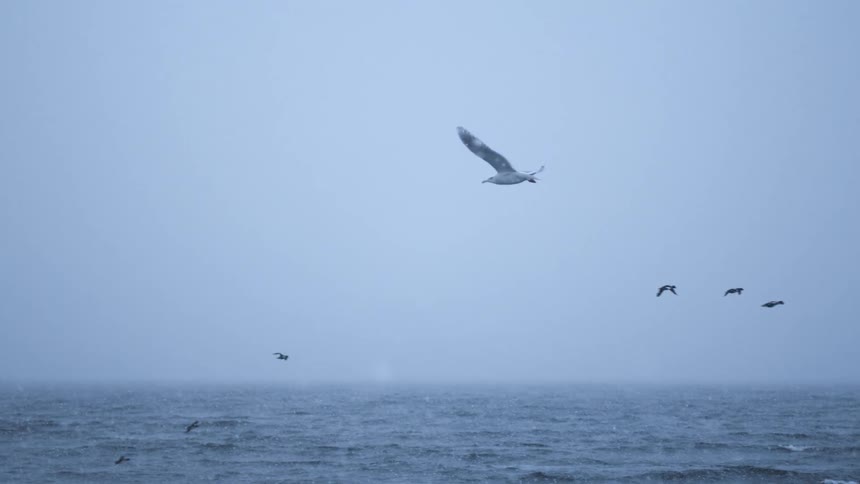 Birds fly over the ocean while it snows on a cloudy day