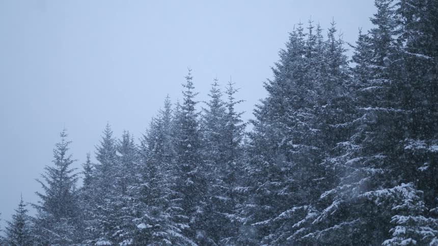 Heavy snow falls on trees in the forest on a winter day