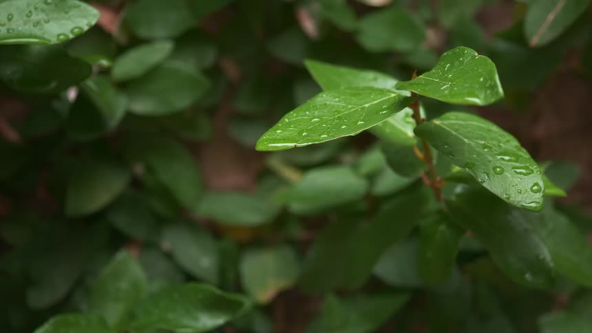 The green leafs of a small plant are covered in drops of water