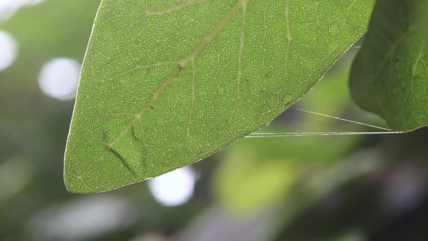 Close up of spiderweb threads on a green leaf