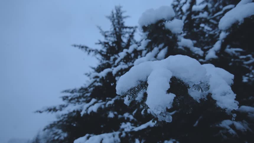 Snow falls on evergreen tree branches on a winter day