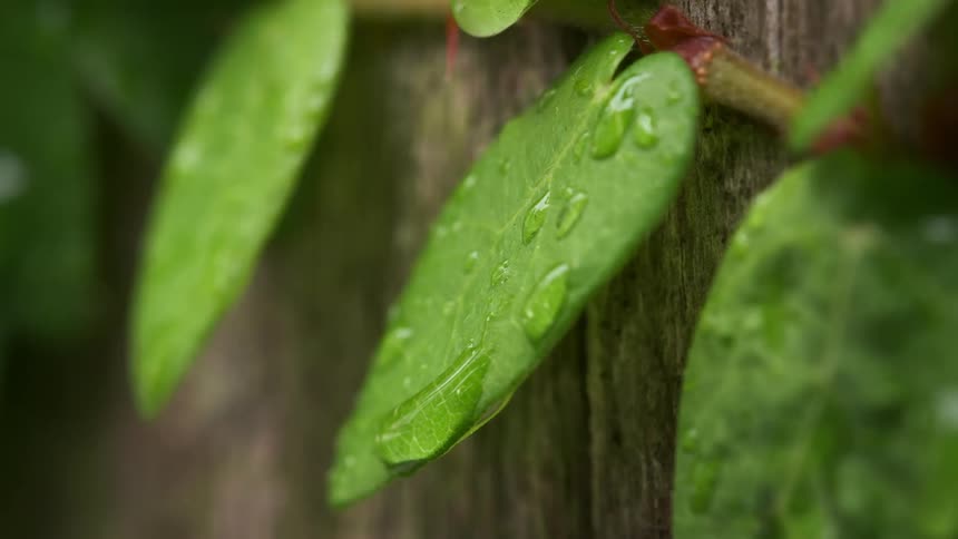 A green leafy vine grows against a wooden fence