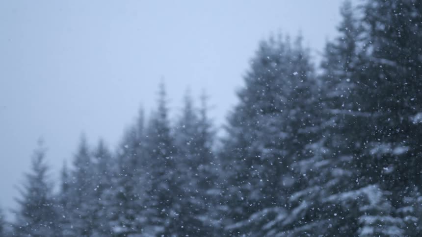 Trees in the woods are covered with snow as snow falls