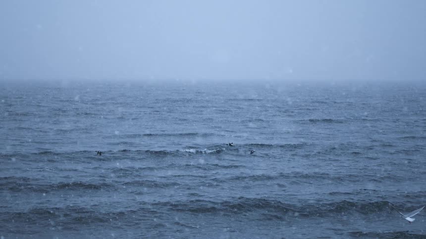 Birds fly over the sea during a blizzard