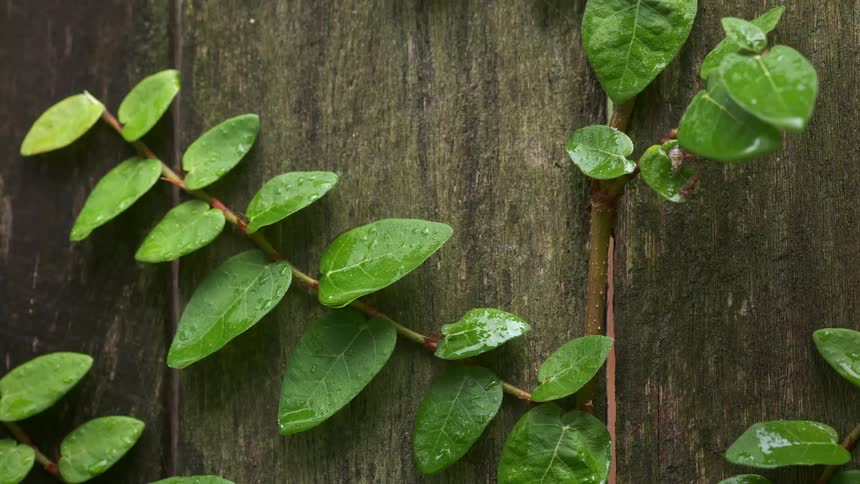 Green vines climbing over a wooden fence