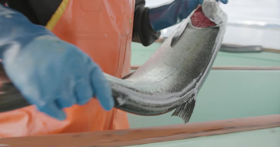 A person wearing orange overalls handling a dead salmon on a boat