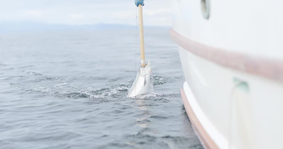 Fisherman picks up a fish from the ocean with a hook