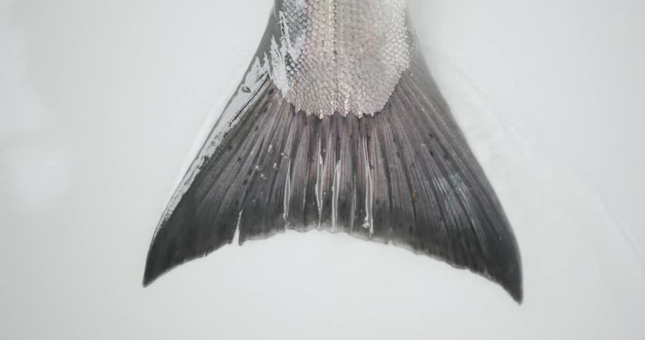 Salmon tail on a commercial fishing boat