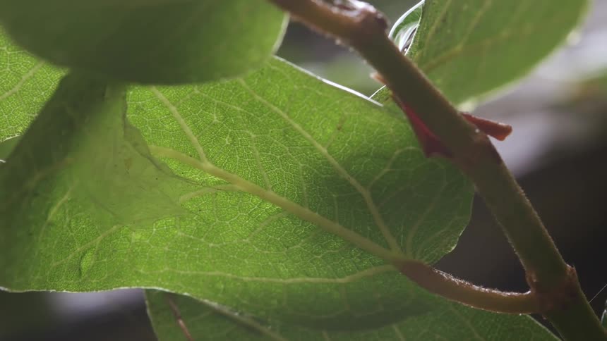 Green leaves on branches with dew