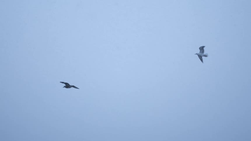 Two birds fly in the cloudy sky