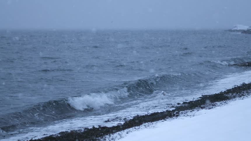 Seagull flying during a snow storm next to the coast