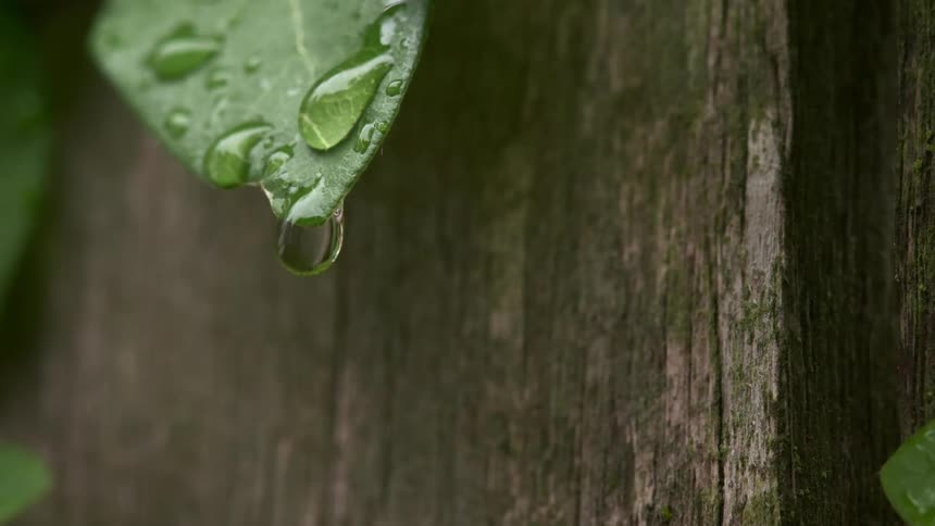 Water droplet hanging from a leaf in a wooden fence