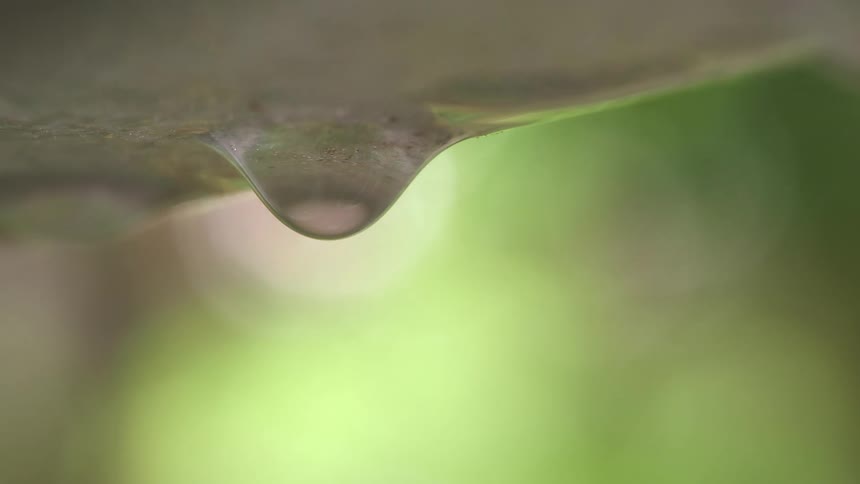 Droplets of water dripping from a branch