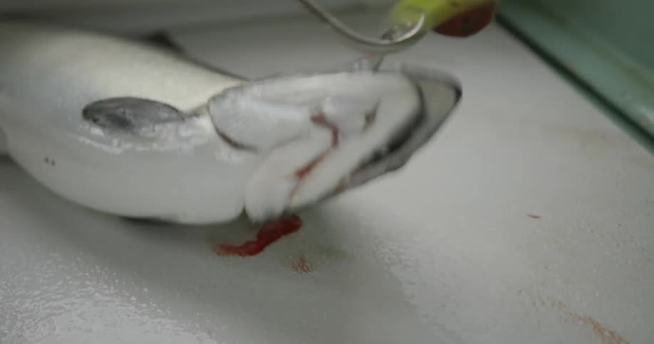 A gloved hand unhooking a dead fish