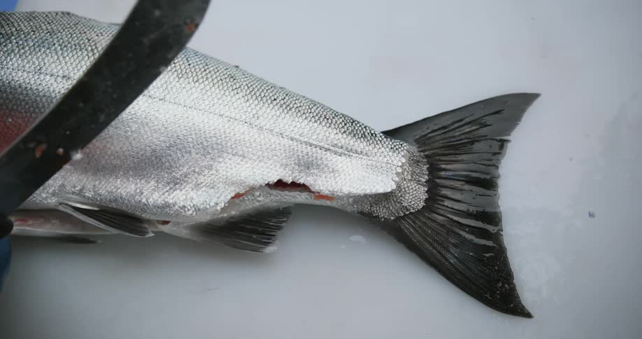 A person cuts a salmon open