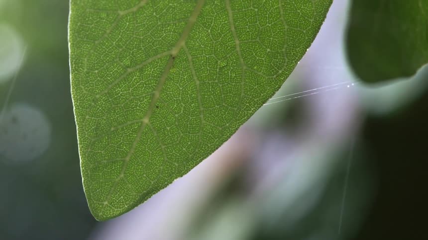 Close up of a green leaf in the rain
