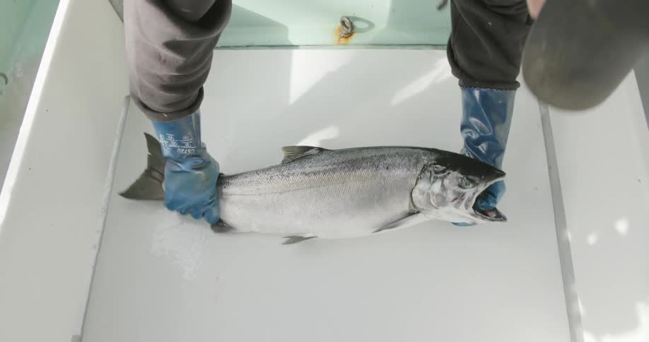 A fisherman wearing gloves reaches down and picks up a fish