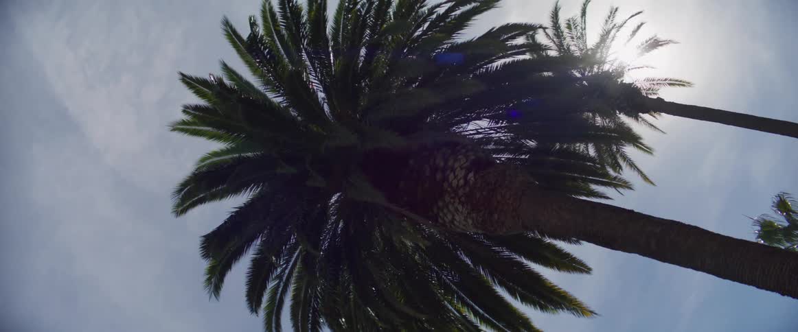 A large exotic palm tree bathed in sunlight