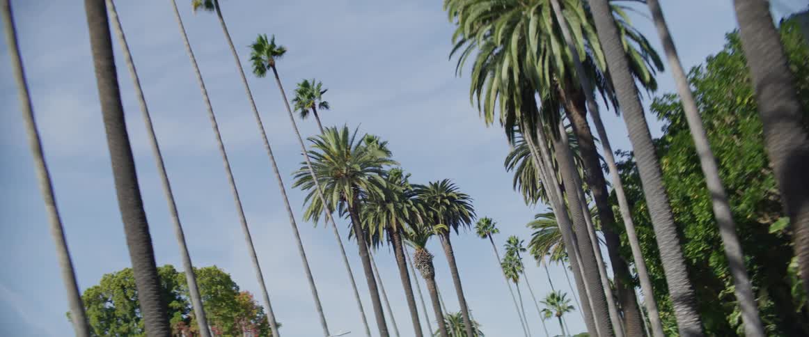 Palm trees line urban road on a cloudy day