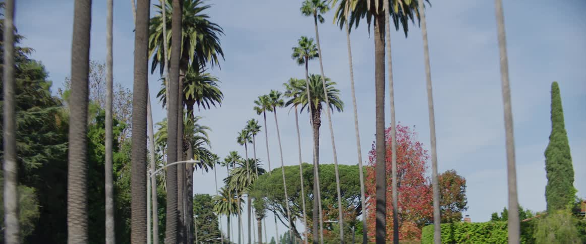 Moving down a neighborhood street lined with palm trees