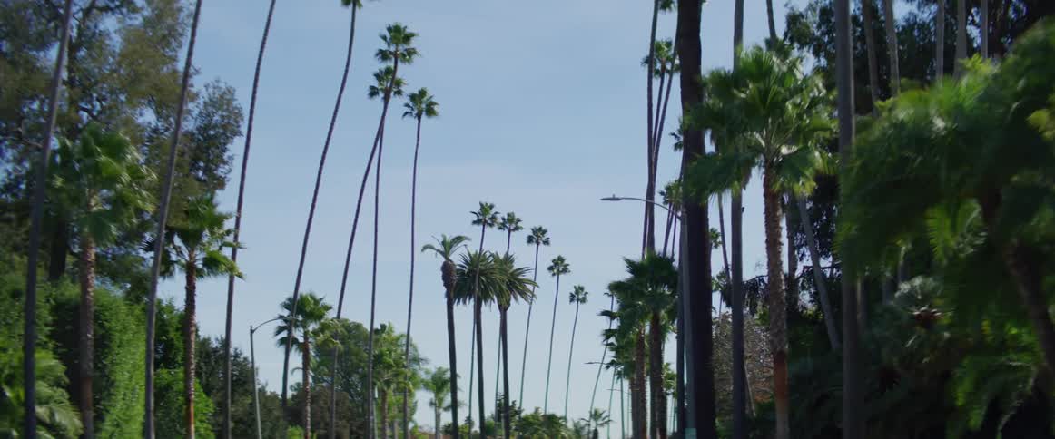 Moving down a street lined with palm trees and hedges