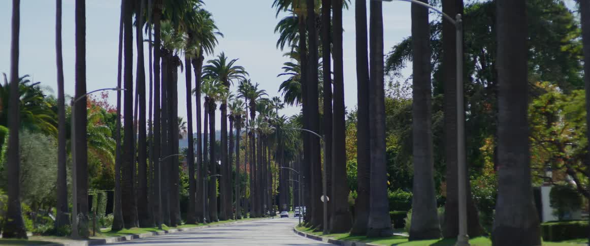 Rows of palm trees in the streets of beverly hills