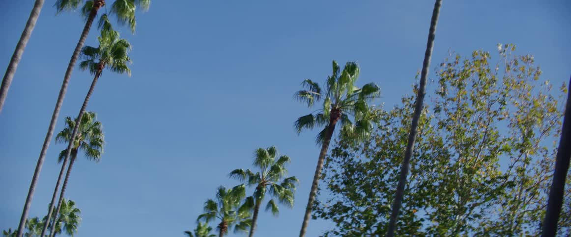 Palm trees lined on the streets of beverly hills