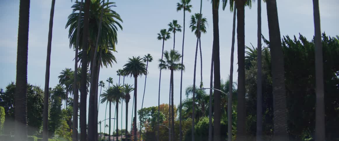 Moving down a neighborhood street lined with palm trees and other colorful trees