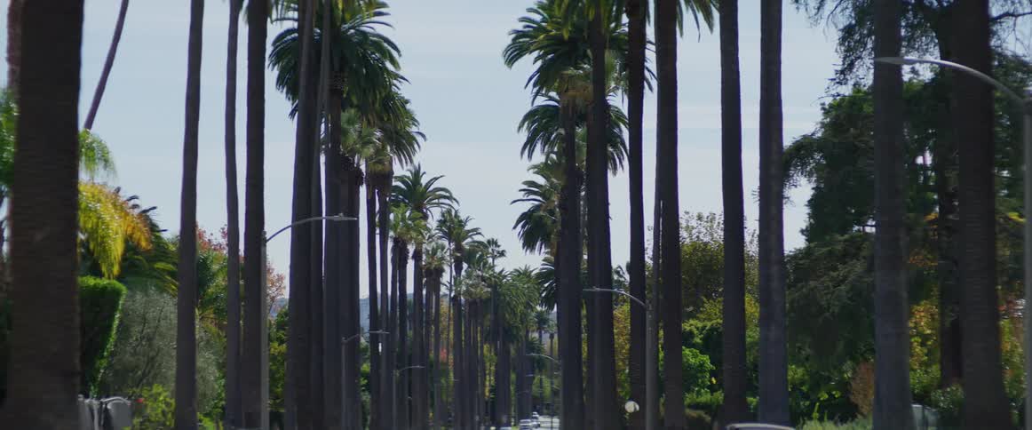 Cars are parked on a street lined with palm trees and other colorful trees