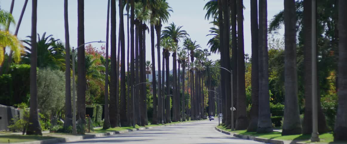 Palm trees lined up on the streets of beverly hills