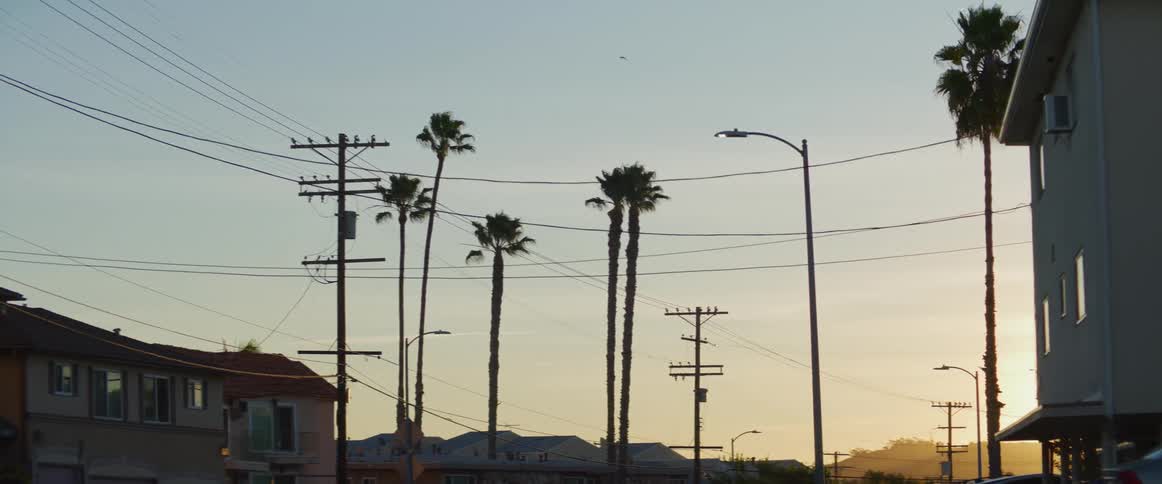 Palm trees and sunset over los angeles