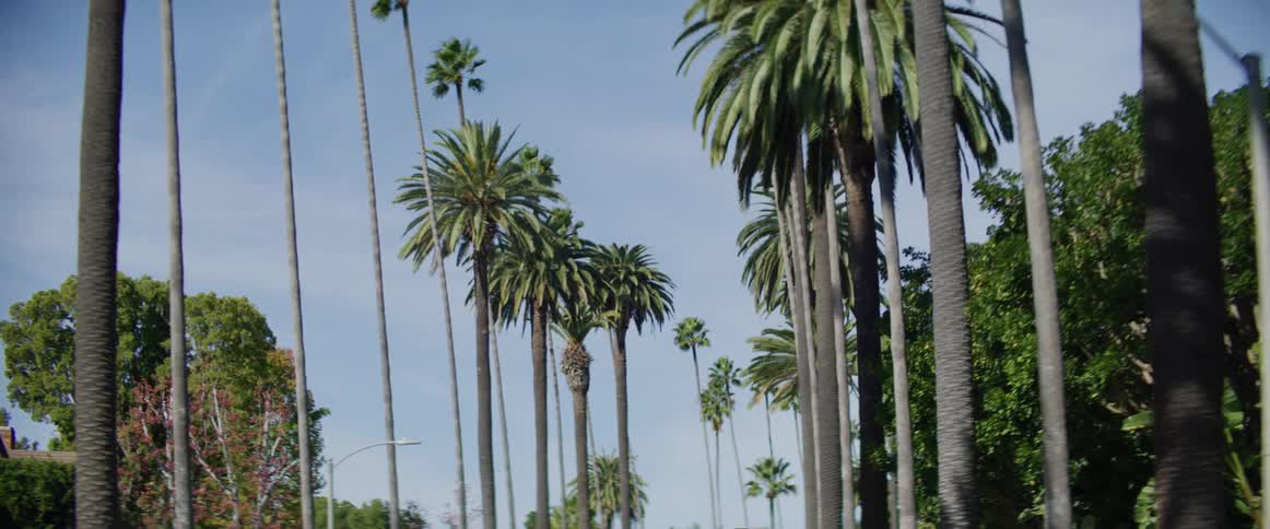 Palm trees line up on the streets of beverly hills
