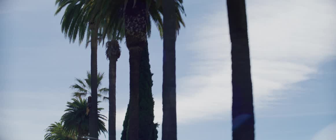 Palm trees on the streets of beverly hills