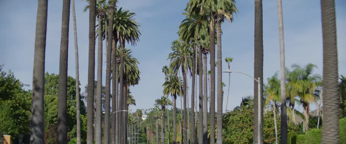 The street is lined with palm trees