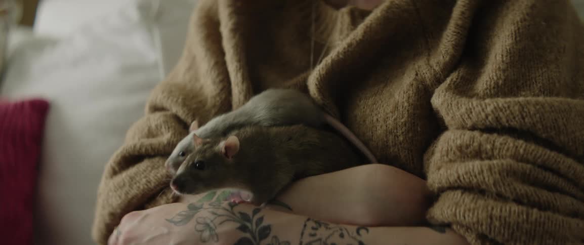 A person holding pet rats in their arms in their living room