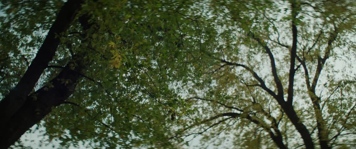 Autumn colored leaves on trees move in the breeze